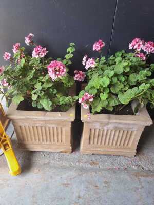 POTTED PLANTS