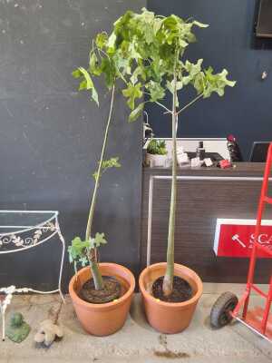 POTTED PLANTS