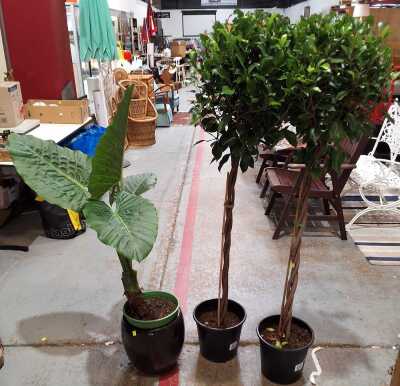 POTTED PLANTS
