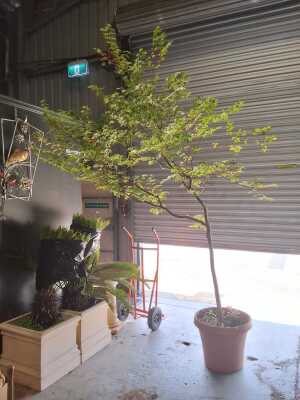 JAPANESE MAPLE TREE