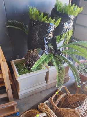 CYCADS