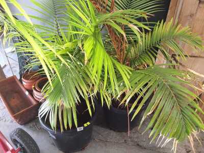 POTTED PALMS