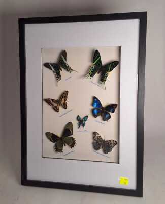 BUTTERFLY SPECIMENS