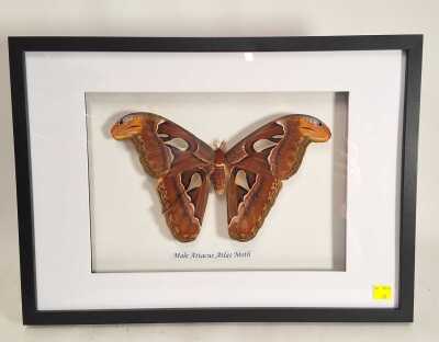 ATLAS MOTH
