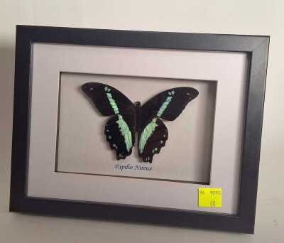 FRAMED BUTTERFLY