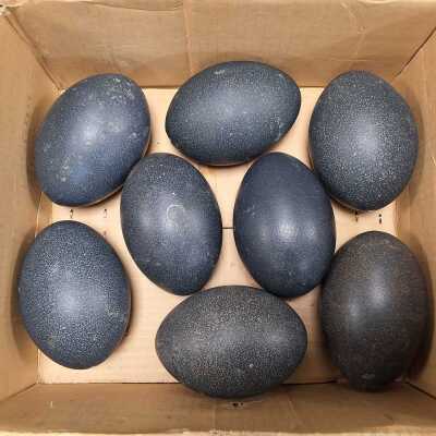 EGGS