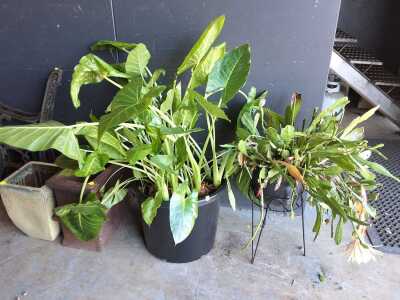 GARDEN PLANTS