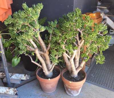 POTTED JADE GOLLUMS