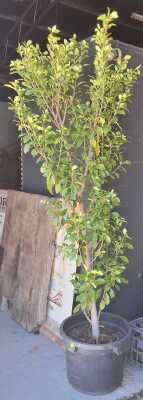 POTTED FICUS
