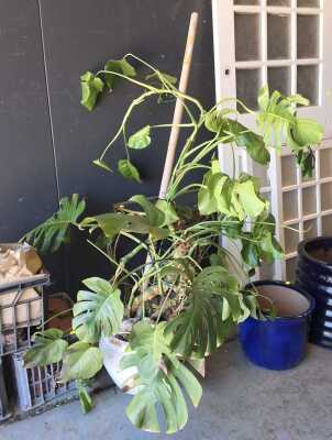 POTTED MONSTERA