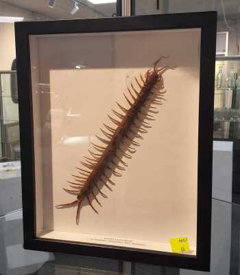 JAVANESE CENTIPEDE