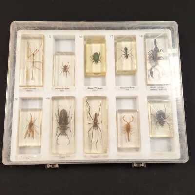 INSECT SPECIMENS