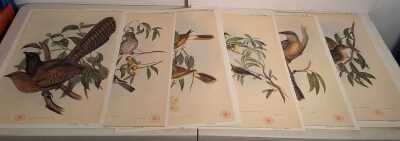 JOHN GOULD PRINTS