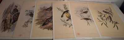 JOHN GOULD PRINTS