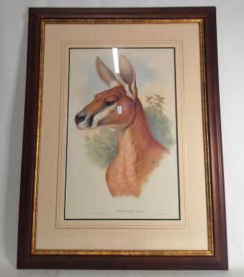 GOULD 'RED KANGAROO' PRINT