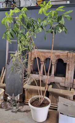 POTTED UMBRELLA TREE