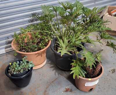 PLANT LOT
