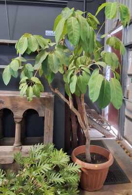 Umbrella Tree