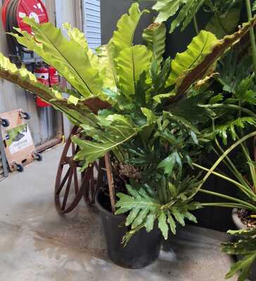 BIRDSNEST FERN