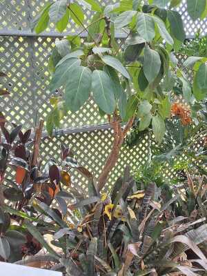 UMBRELLA TREE