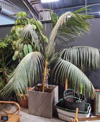 POTTED PALM