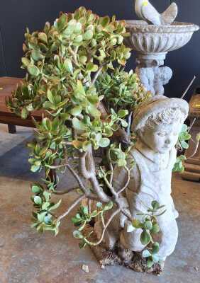 POTTED JADE PLANT