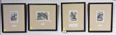 NATIVE FAUNA PRINTS