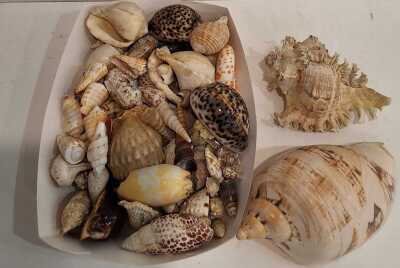 SEASHELLS