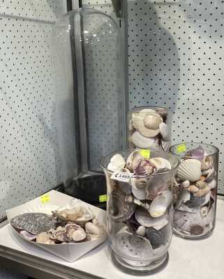 Shell Decor & Cloche