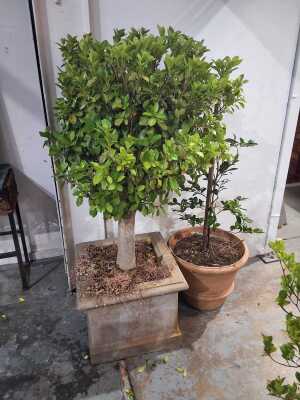Pot Plants