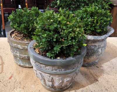 Pot Plants