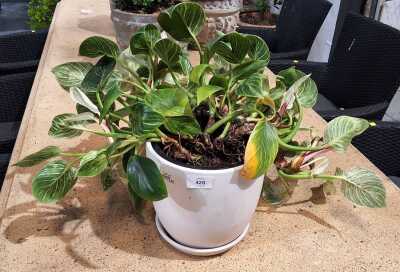 Potted Plant