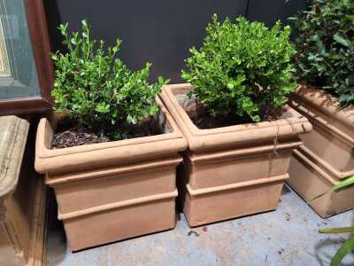 Potted Plants