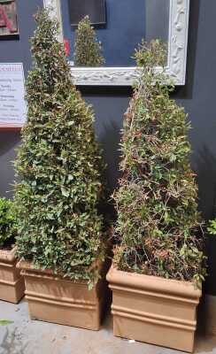 Potted Plants