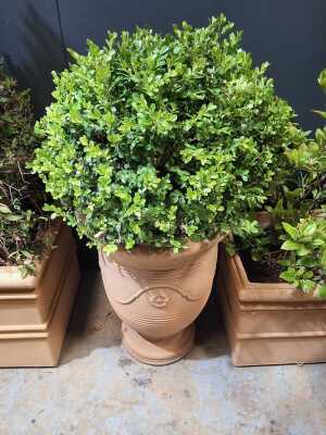432 · BOX SHRUB