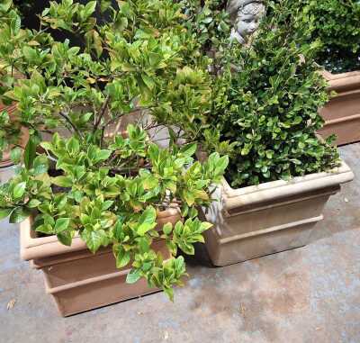 Potted Plants