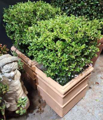 Potted Plants
