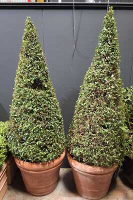 Large Topiary