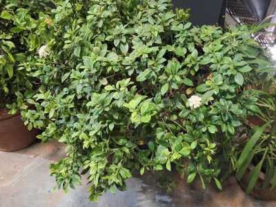 Potted Plants