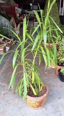 Cordyline
