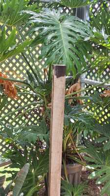 Philodendron