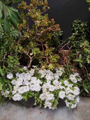 Potted Plants