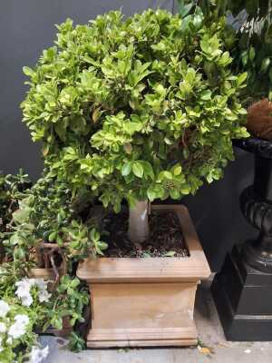 Potted Ficus