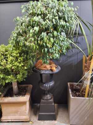Cast Iron Urn And Pedestal