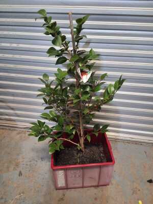 Camellia