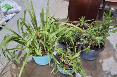 Potted Plants