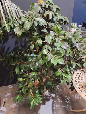 Potted Ficus