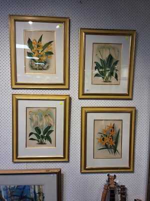 FLORA CHROMOLITHOGRAPHS