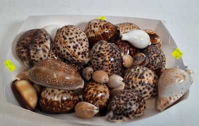 Cowries