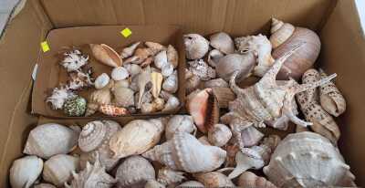 SEASHELLS